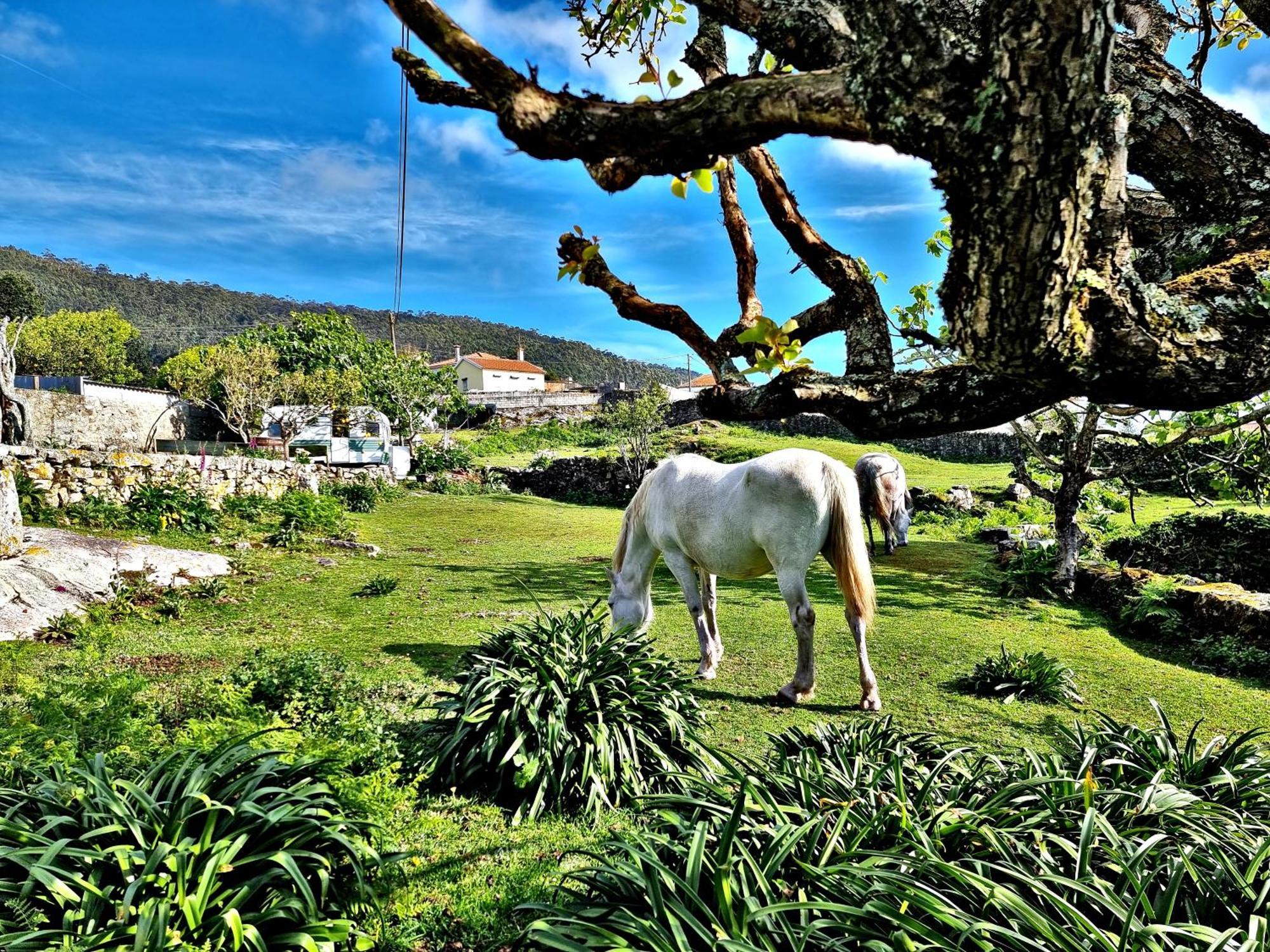 Albergue Casa Do Sardao Carreco Экстерьер фото